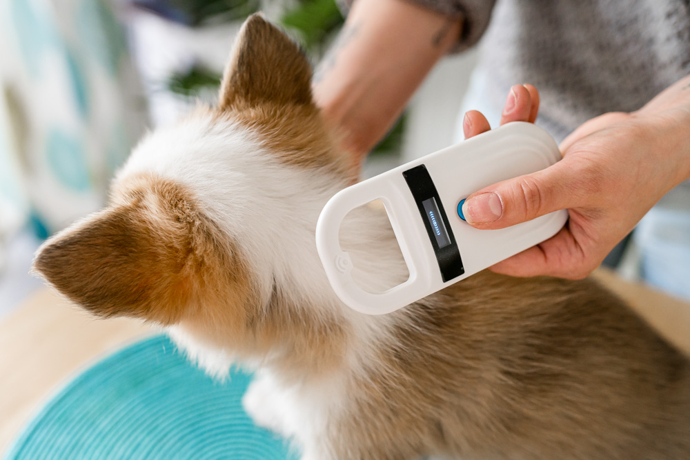 Microchipping - Devon & Cornwall