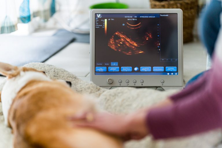 Animal Pregnancy Scanning - Tiny Paws Devon & Cornwall