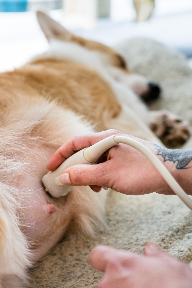 Ultrasound scanning - Devon & Cornwall